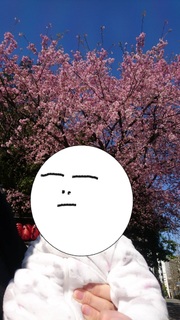 sakura.jpg